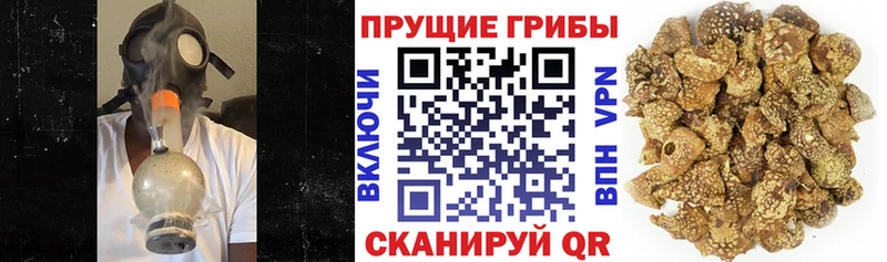Галлюциногенные грибы мухоморы  Сясьстрой 